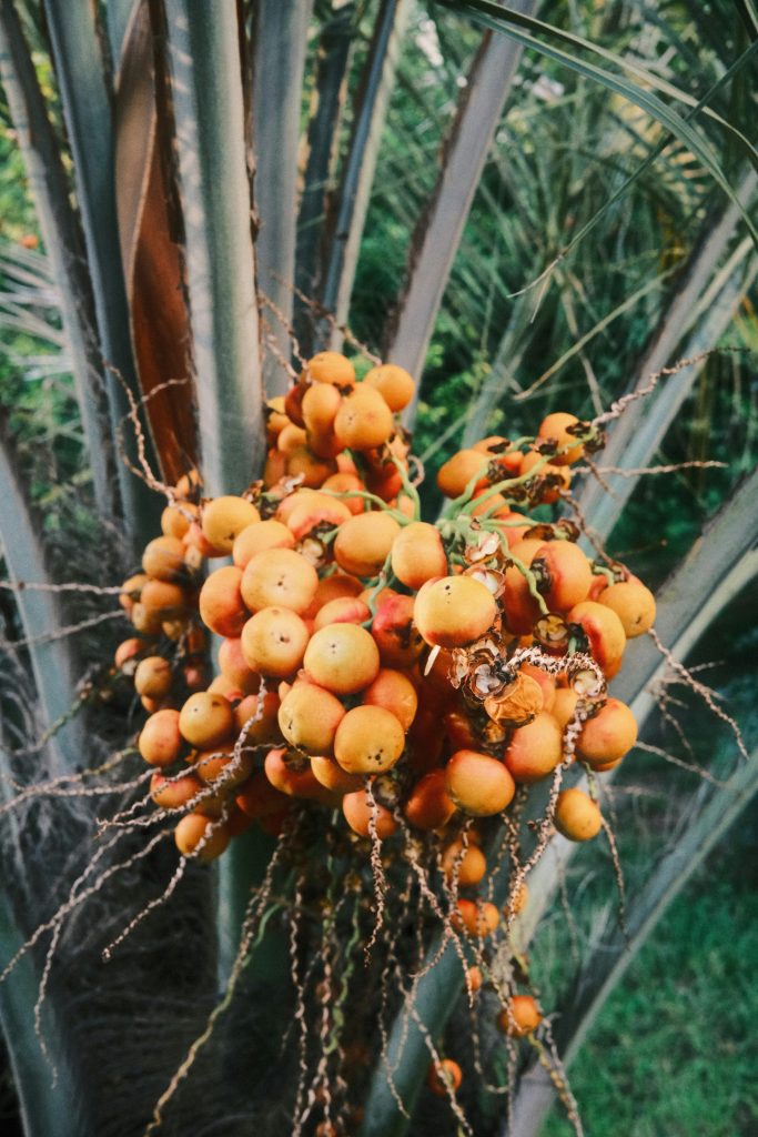 a bunch of fruit hanging from a palm tree